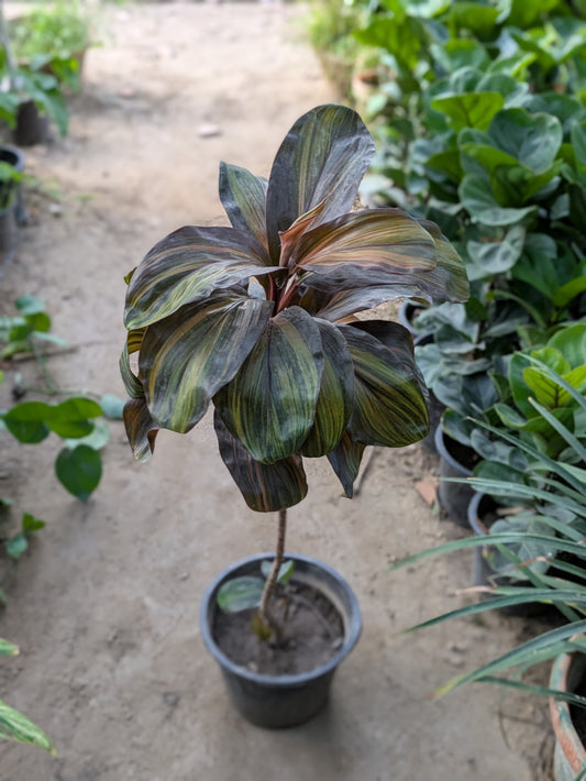 Cordyline terminalis