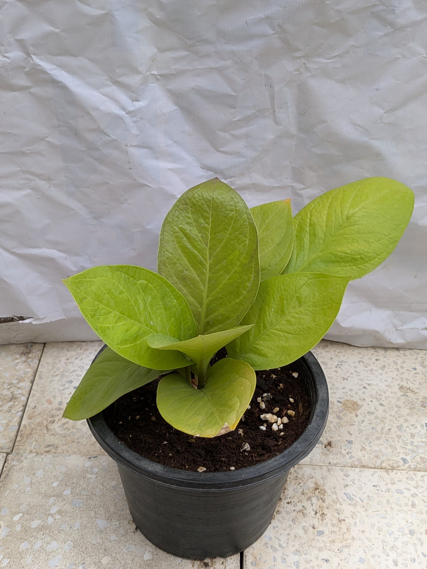 Anthurium King Of Kings
