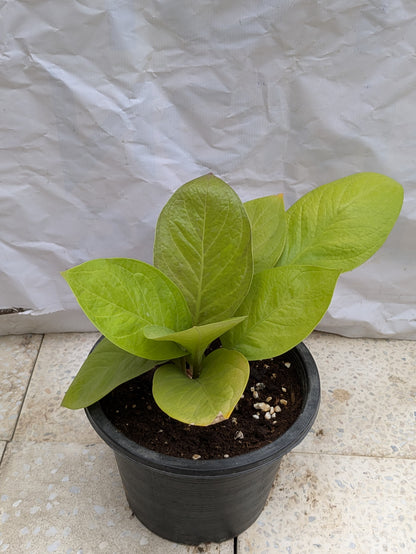Anthurium King Of Kings