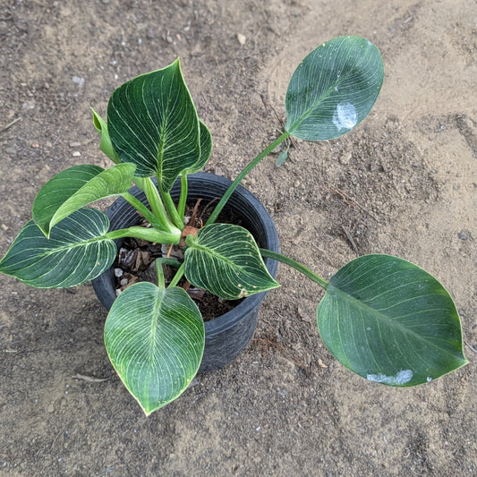 Philodendron birkin