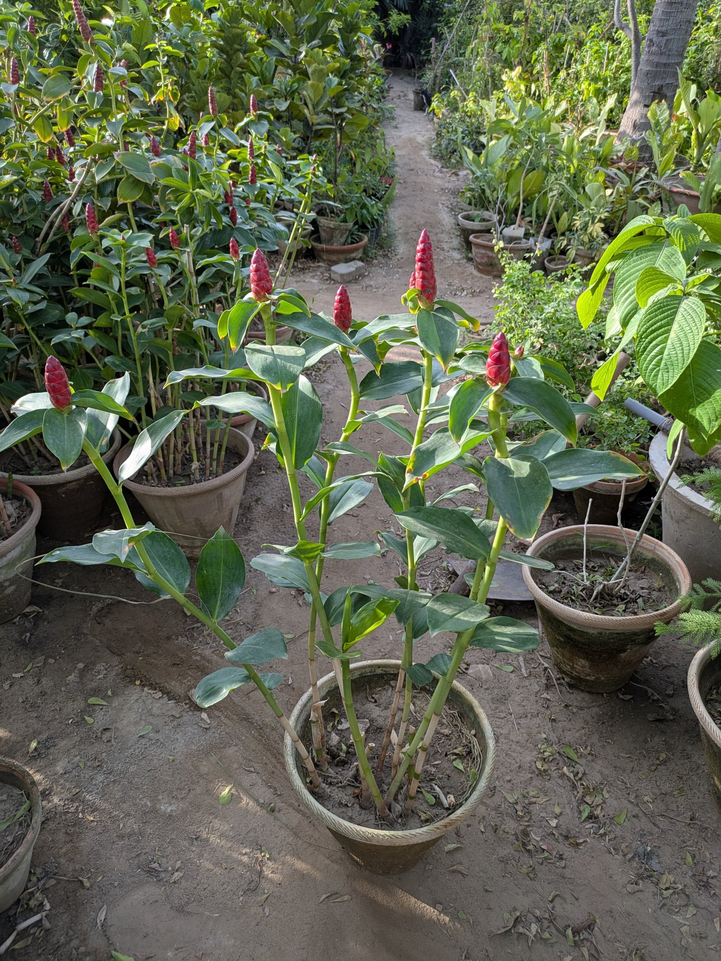 Ginger plant (Costus woodsonii red button ginger)