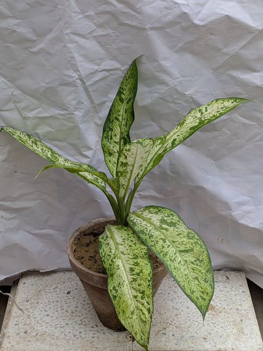 Dieffenbachia