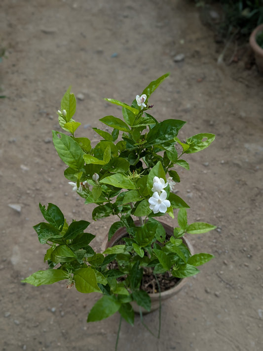 Motia