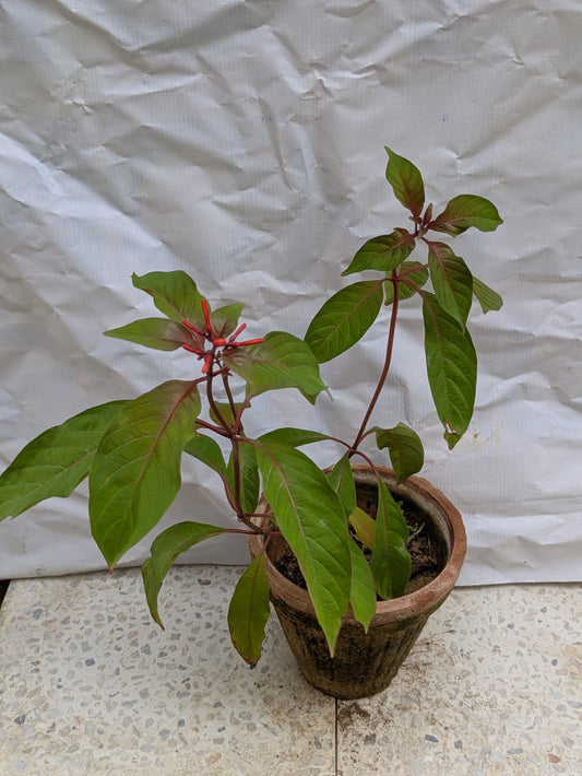 Hamelia patens firebush