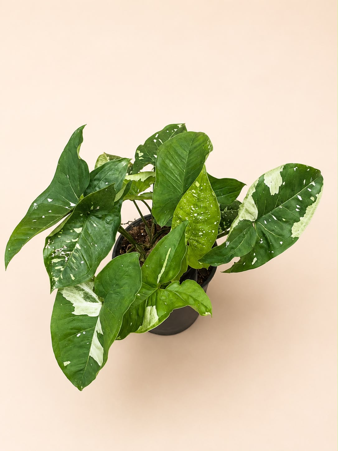 Syngonium galaxy panda