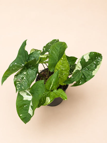 Syngonium galaxy panda