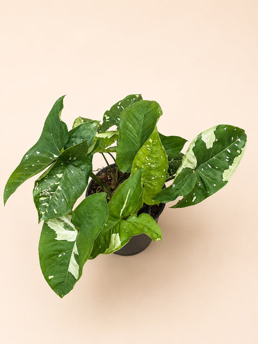 Syngonium galaxy panda