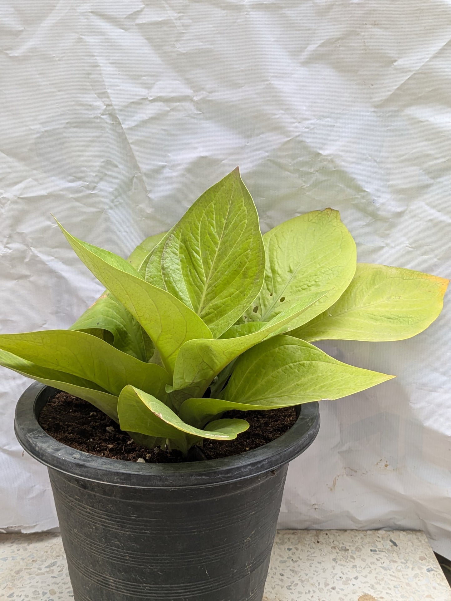 Anthurium King Of Kings