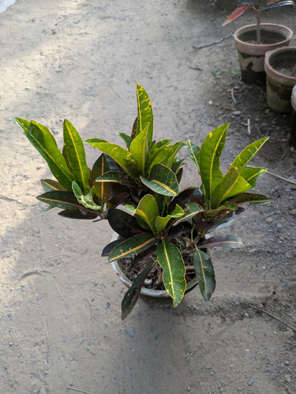 Croton