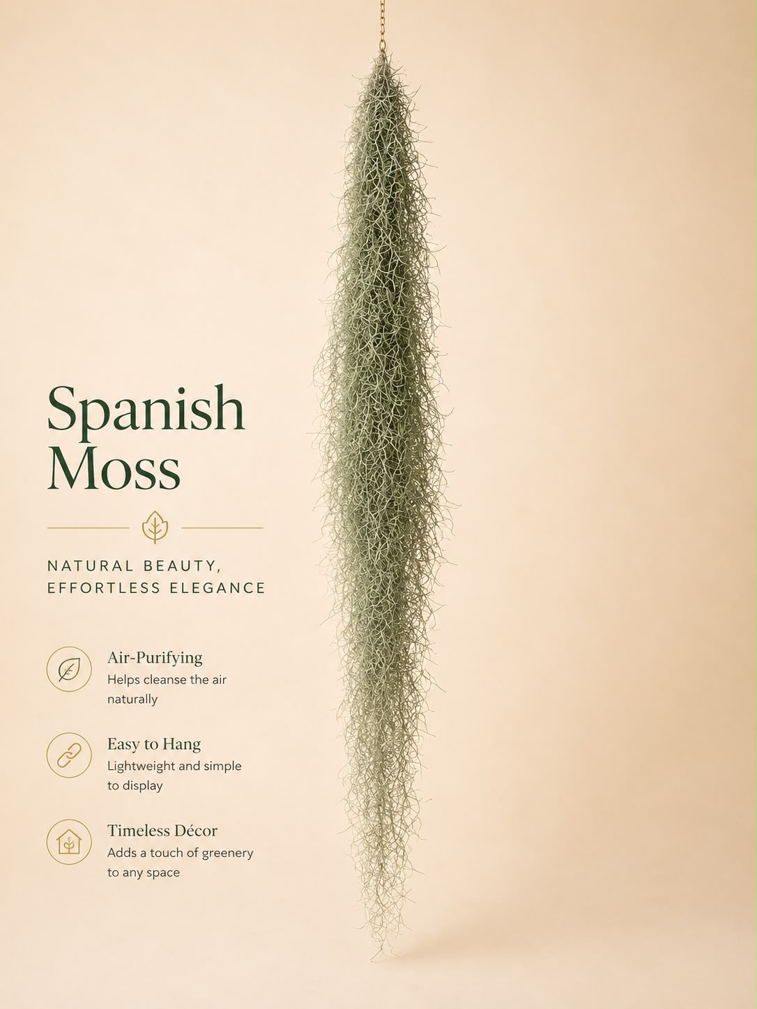 Tillandsia usneoides (Spanish moss) air plant