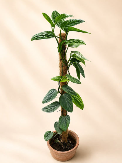 Peru (Monstera)
