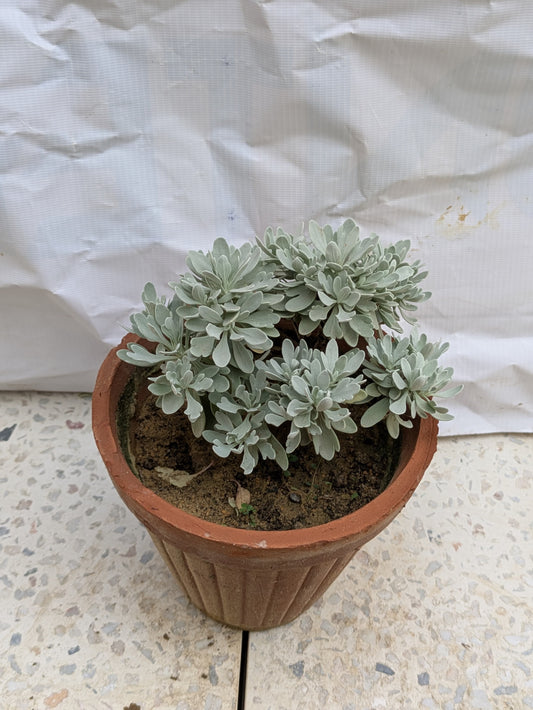 Chinese wormwood (crossostephium Chinese)