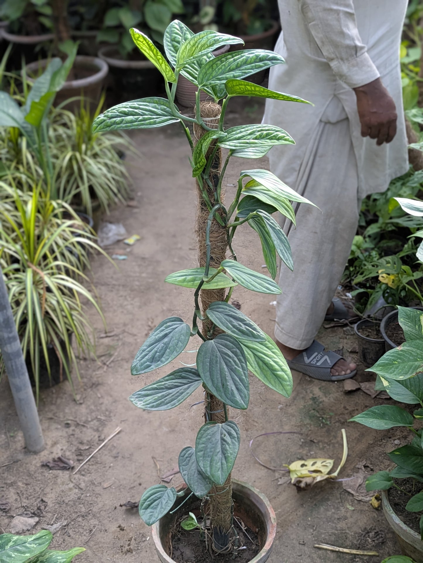 Peru (Monstera)
