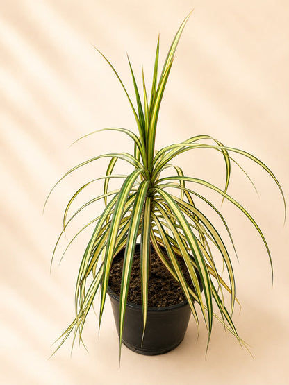 Dracena Marginata golden dragon