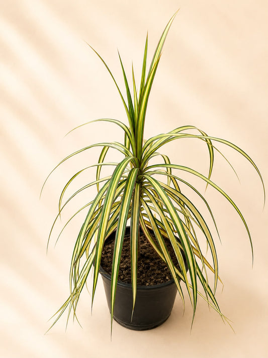 Dracena Marginata golden dragon