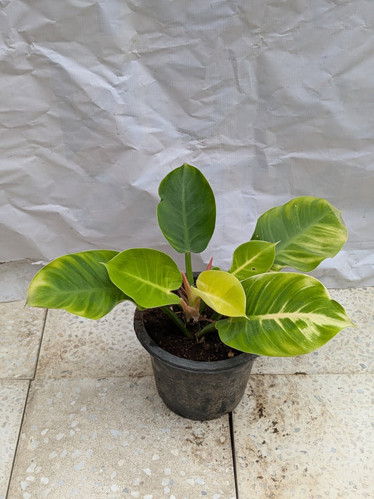 Philodendron moon light