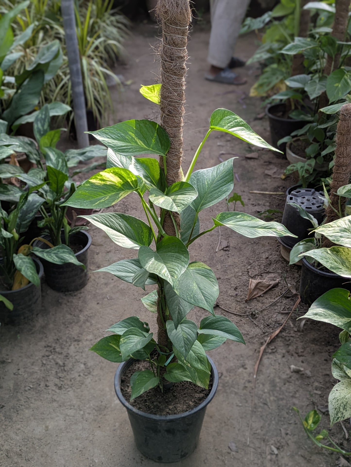 Money plant (epipremnum aureum)