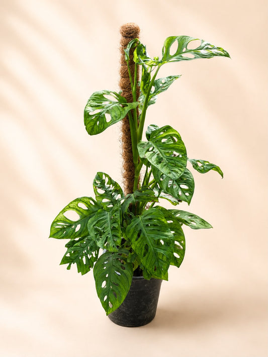 Broken heart (Monstera adansonii)