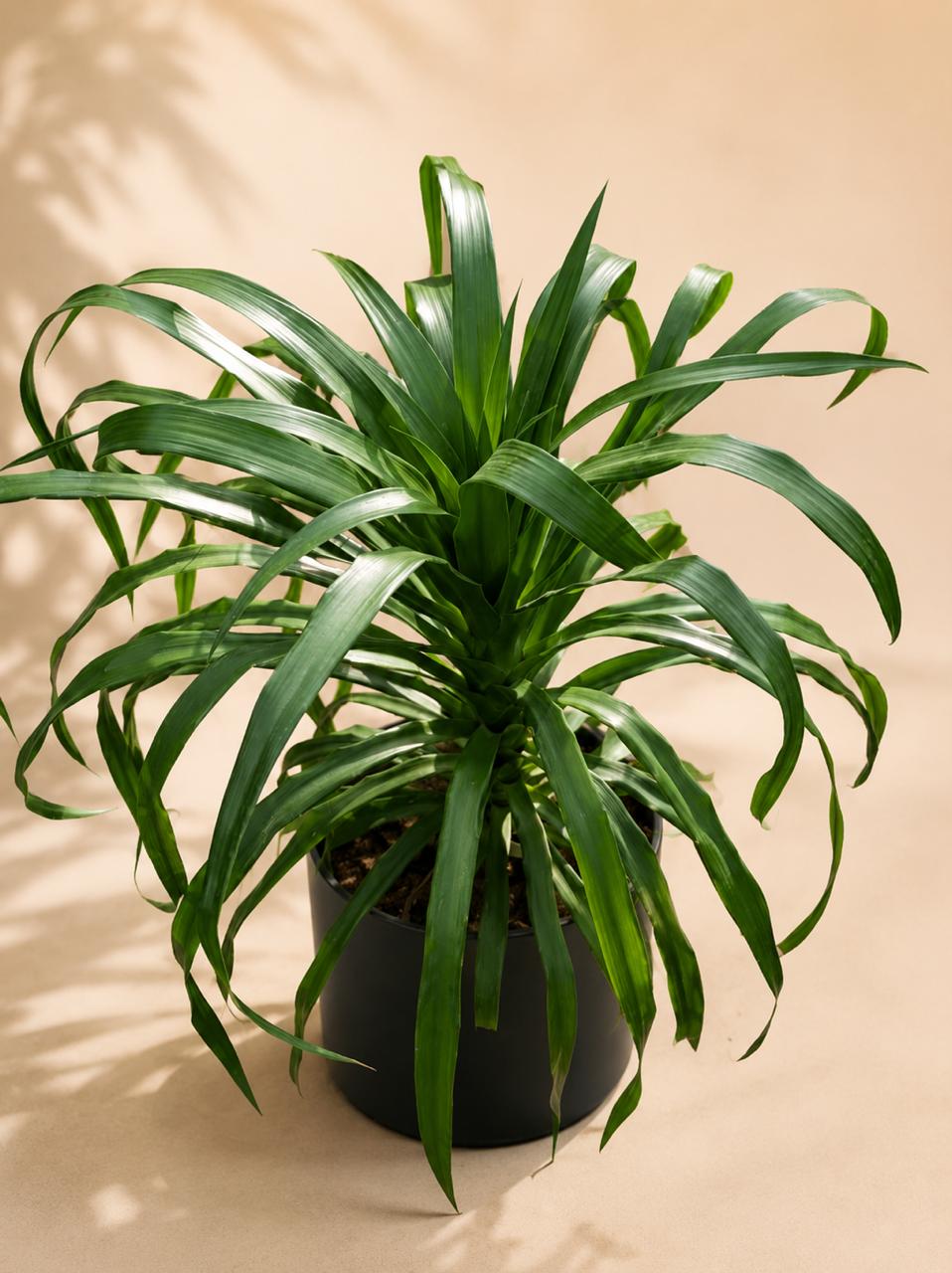 Dracena draco small