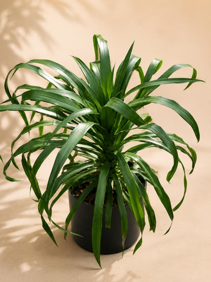 Dracena draco small