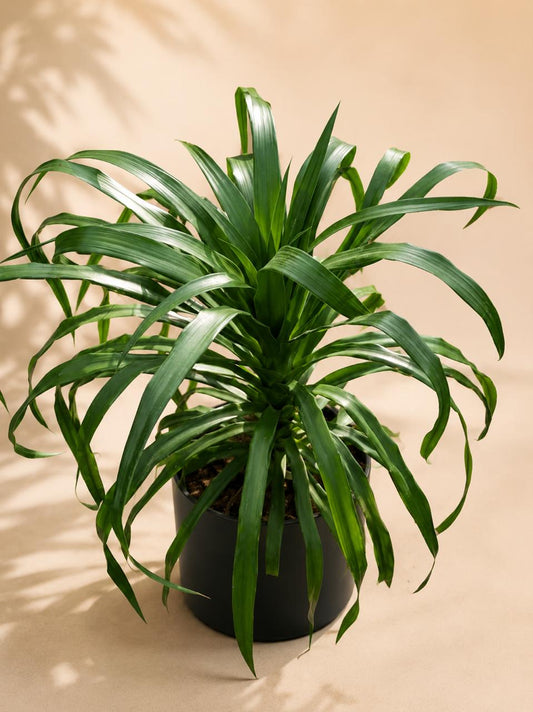 Dracena draco small