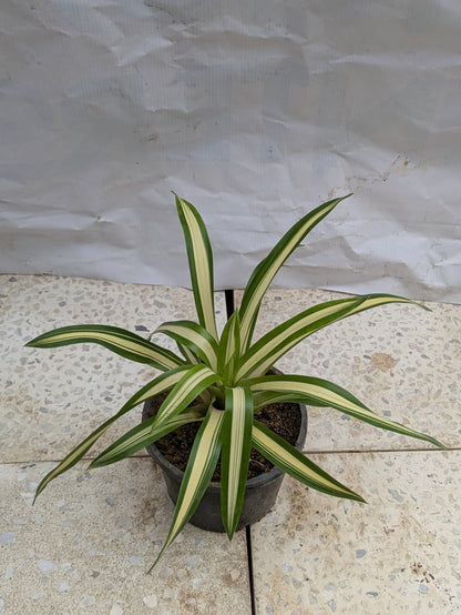 Bromeliad