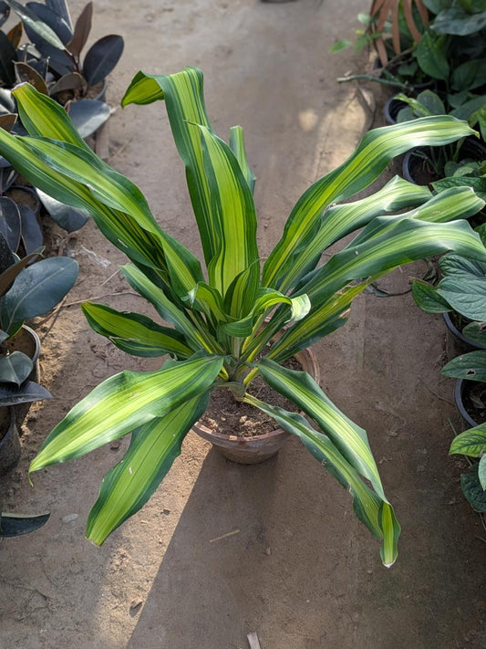 Dracena massangeana (corn plant)
