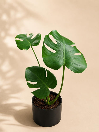 Monstera deliciosa