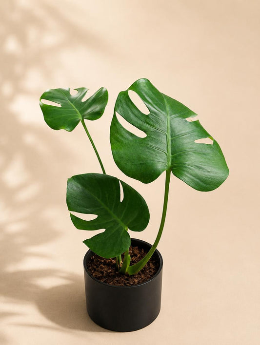 Monstera deliciosa
