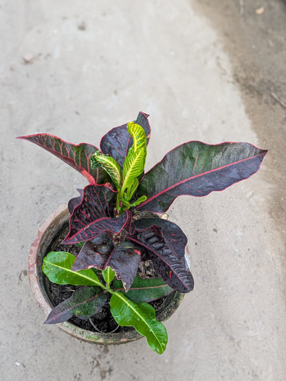 Croton
