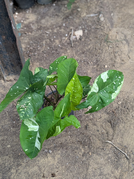 Syngonium galaxy panda