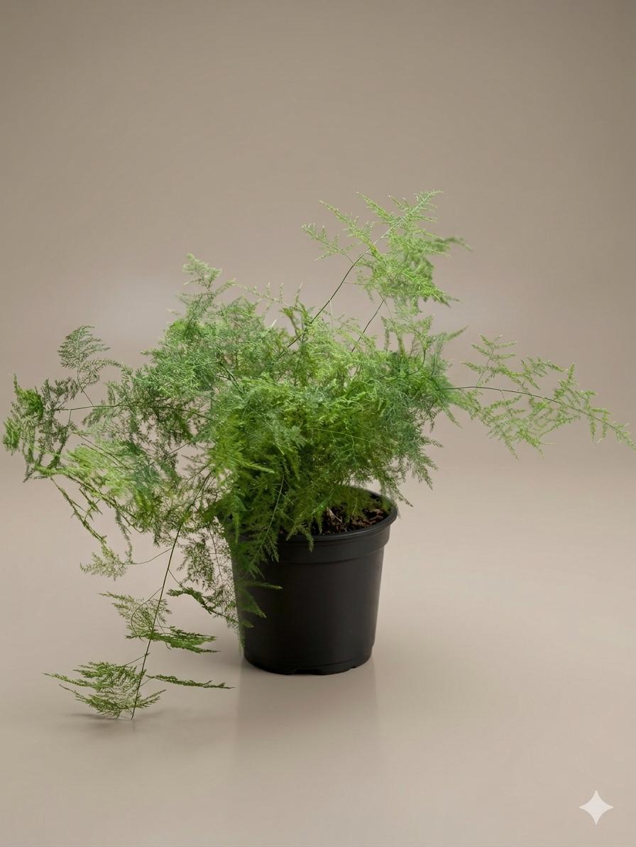 Asparagus plumosus