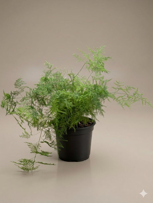 Asparagus plumosus