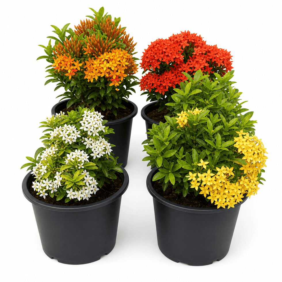 Ixora dwarf bundle of 4 (mix)