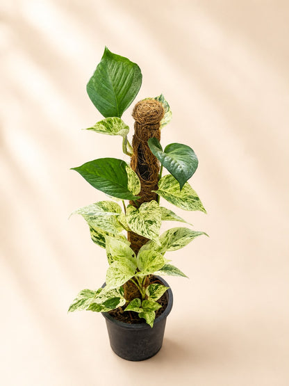 Money plant white (Epipremnum aureum marble queen)