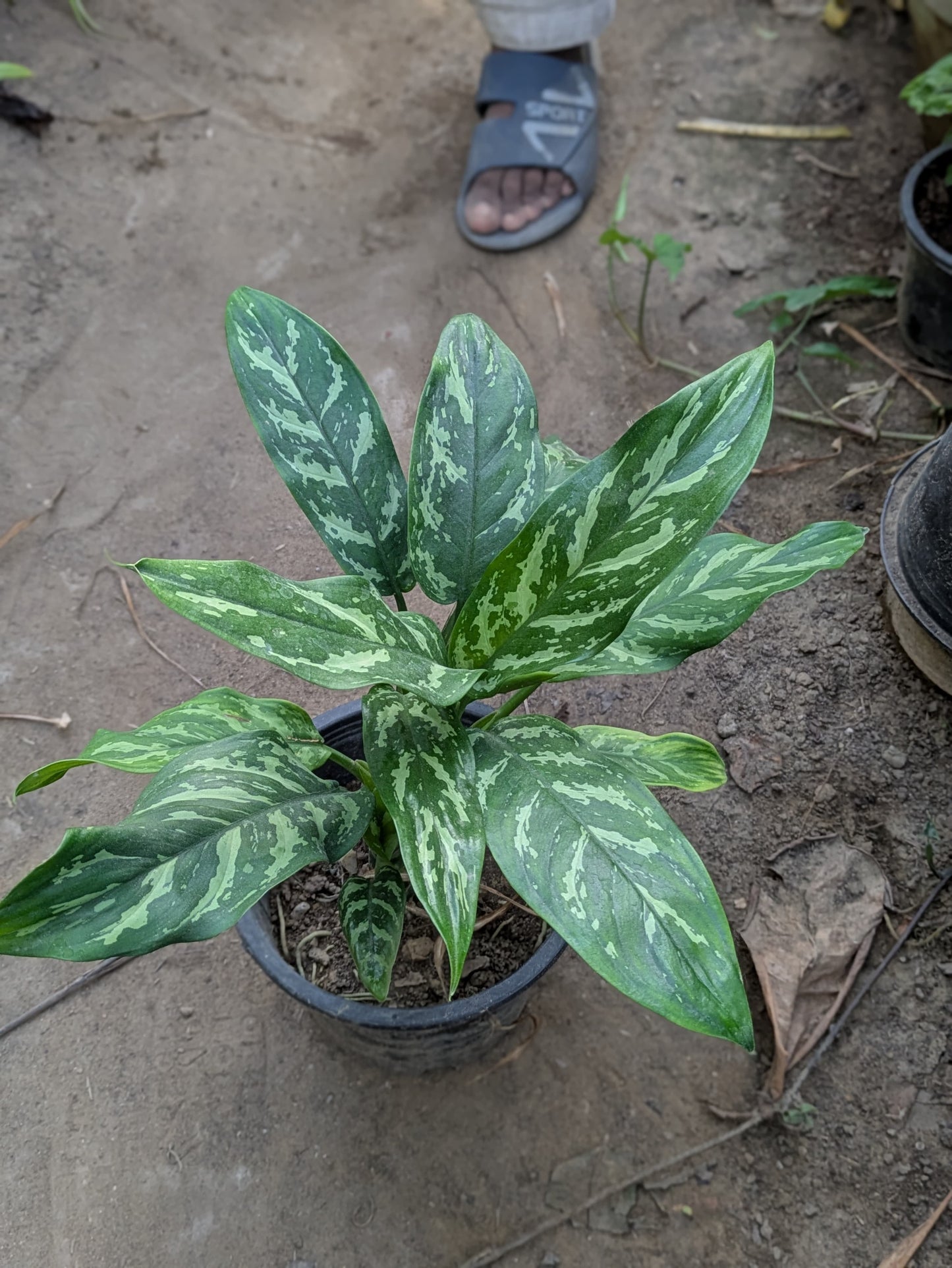 Aglaonema tigress