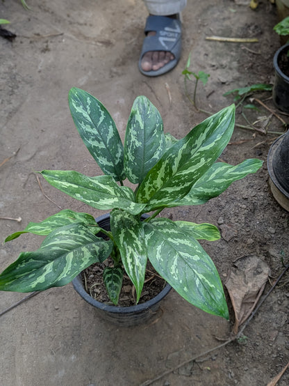 Aglaonema tigress