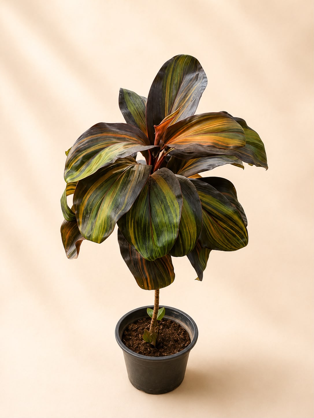 Cordyline terminalis