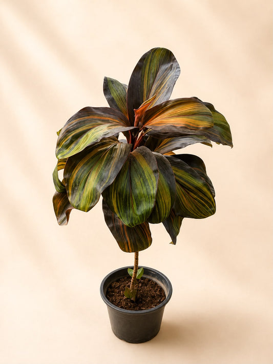 Cordyline terminalis