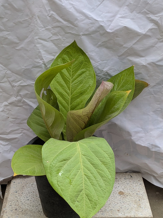 Anthurium King Of Kings
