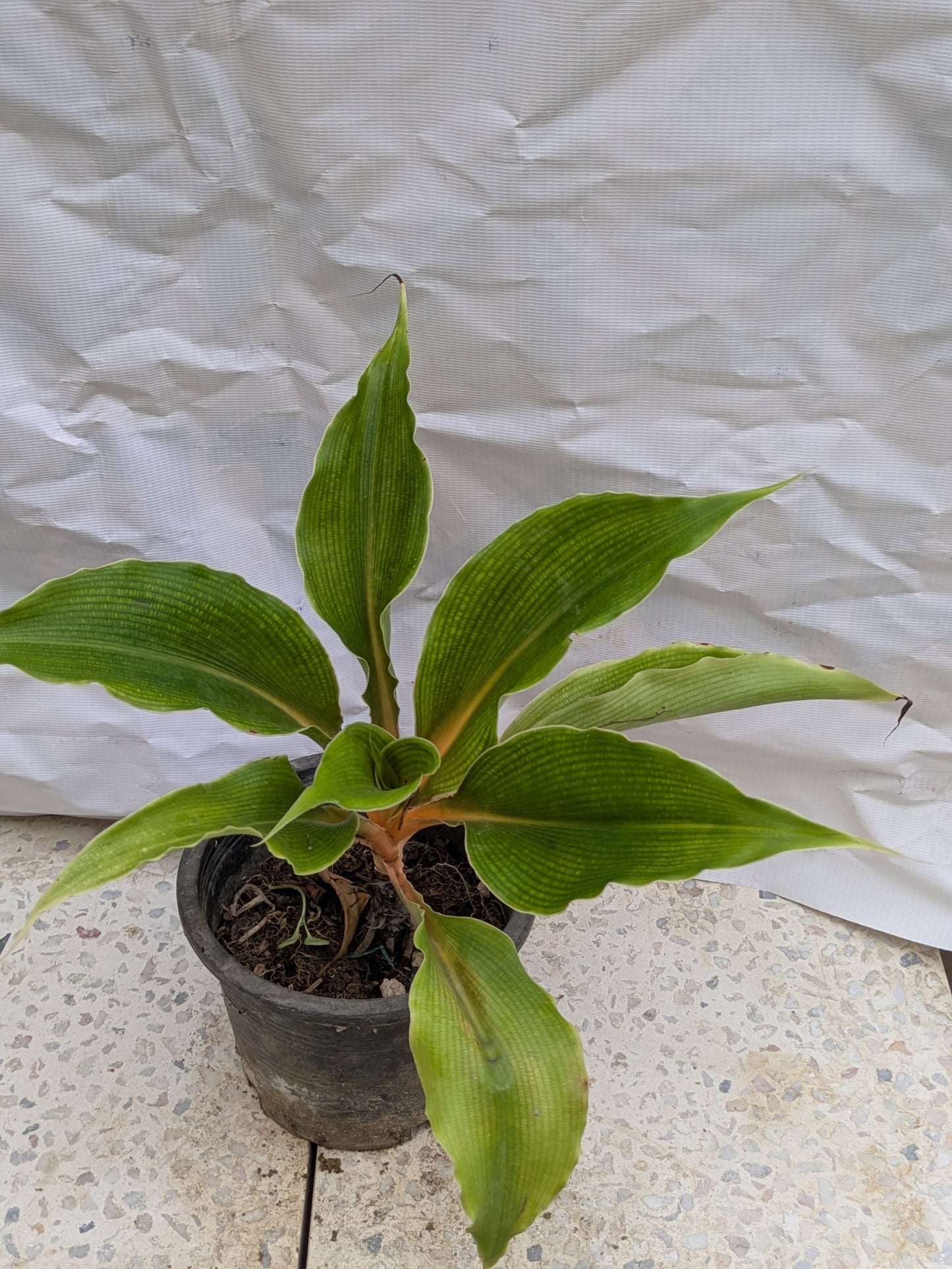 Spider plant orange (Chlorophytum orchidastrum)