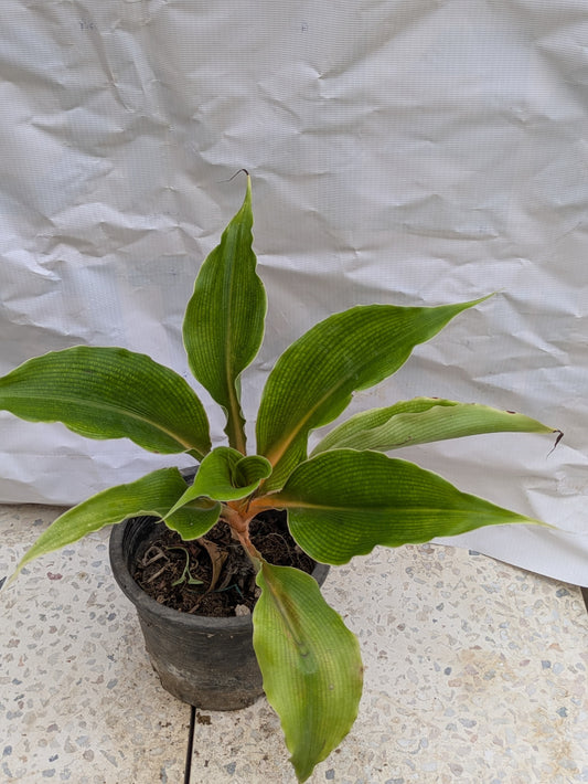 Spider plant orange (Chlorophytum orchidastrum)