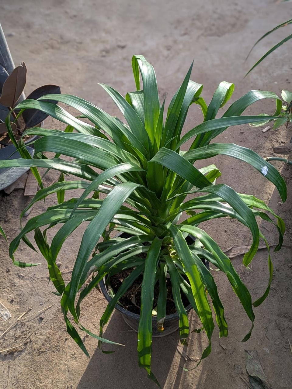 Dracena draco small
