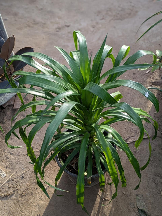 Dracena draco small