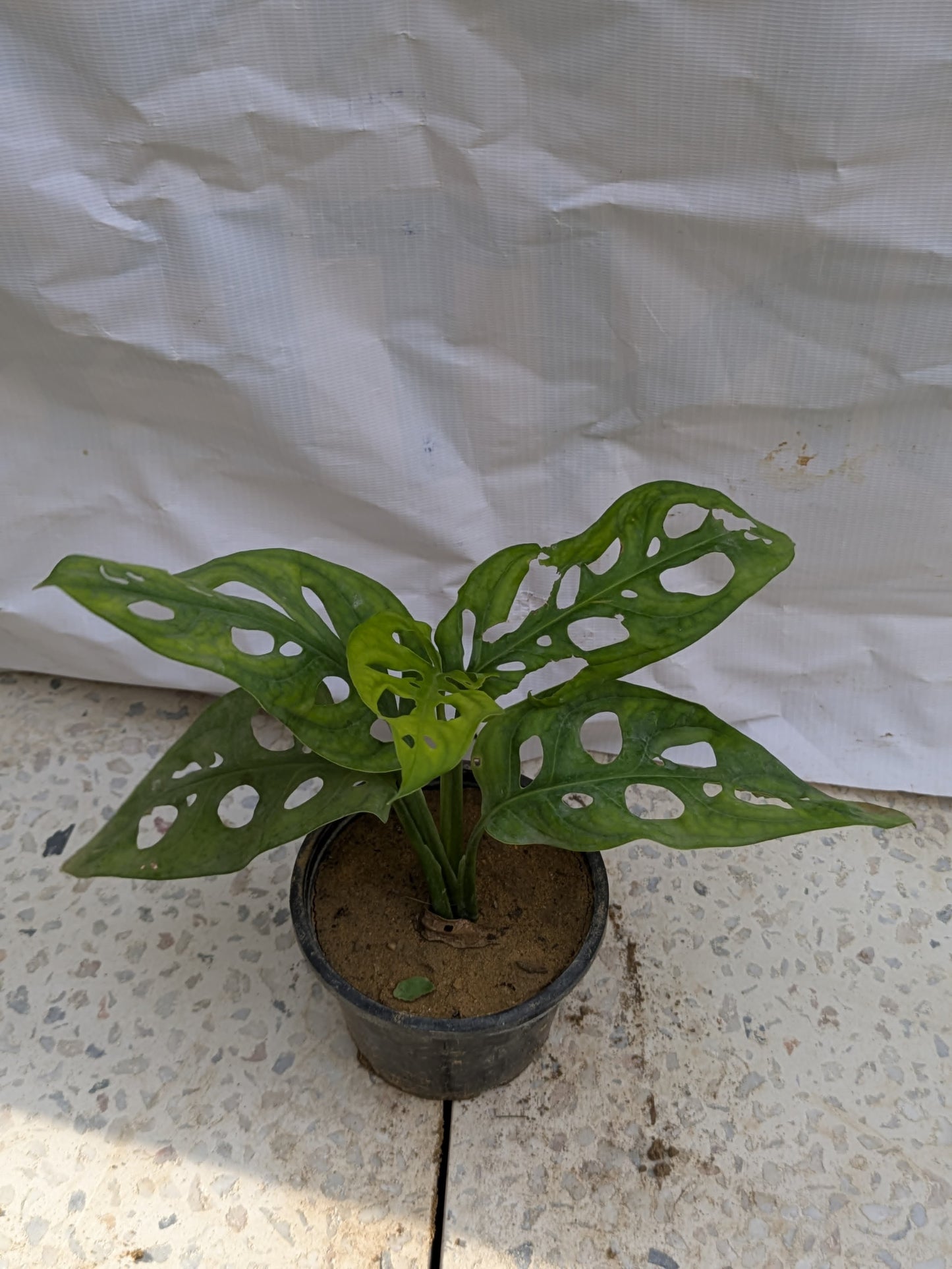 Broken heart (Monstera adansonii)