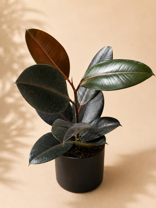 Ficus elastica (Rubber fig)