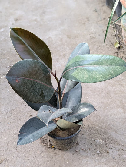 Ficus elastica (Rubber fig)