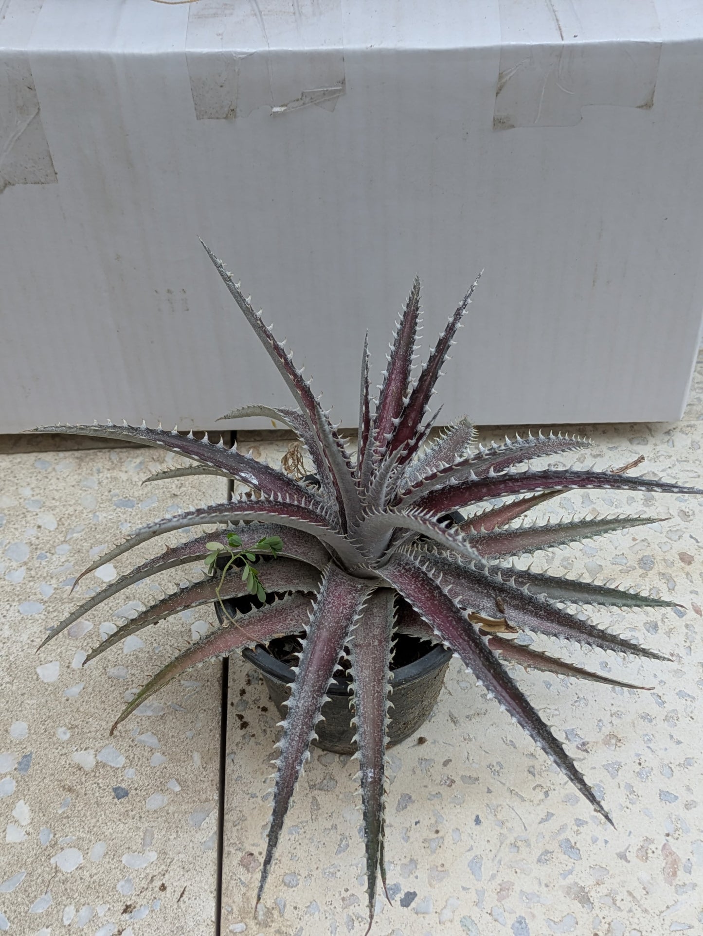 Dyckia hybrid