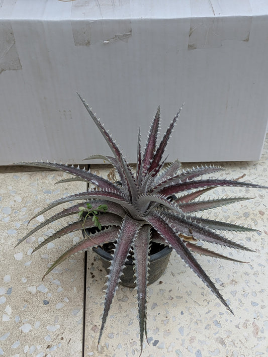 Dyckia hybrid