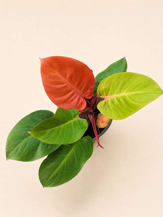 Philodendron prince of orange